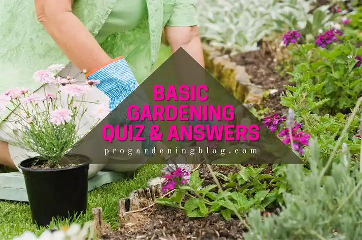 Basic Gardening Quiz & Answers - Pro Gardening Blog